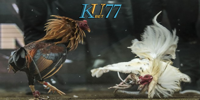 Lợi ích khi tham gia đá gà online tại Kubet77